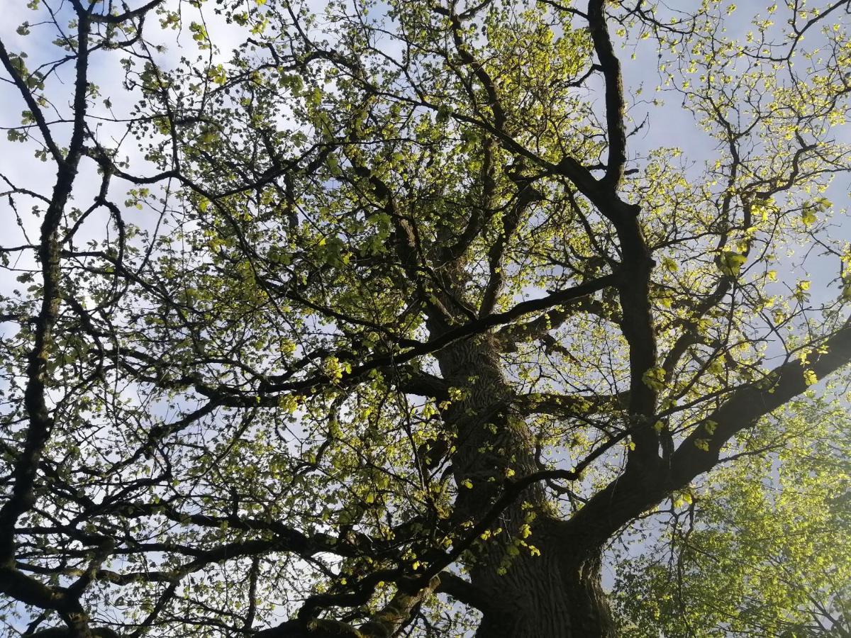 Ostoja Apartamento Białowieża Exterior foto